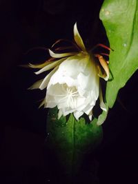 Close-up of white flowers