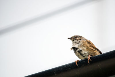 Bird perching on a railing