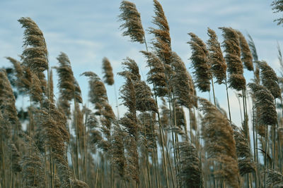 Low angle view of pampas grass against sky