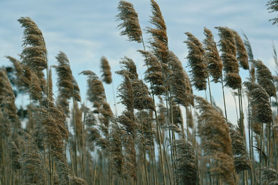 Low angle view of plants against sky