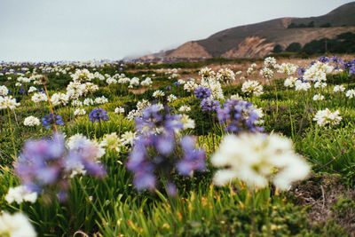 Purple flowering plants on field against sky