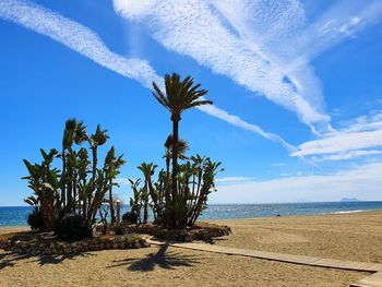 Palm trees on beach against sky
