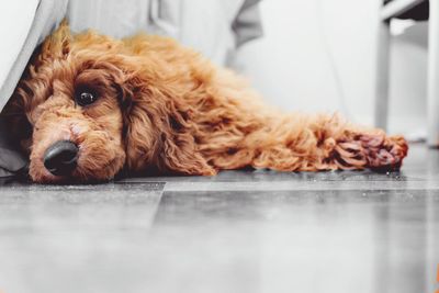 Close-up portrait of dog lying on floor