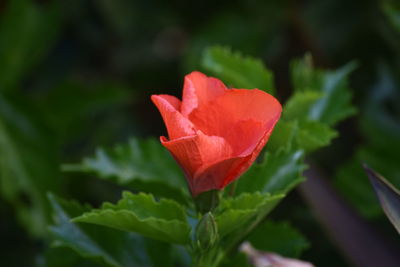 Close-up of red rose