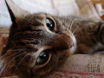 Close-up portrait of a cat