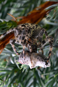 Close-up of spider on web