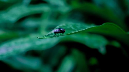 Close-up of fly on leaf