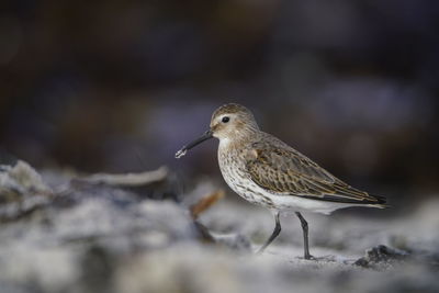 Close-up of bird perching on rock