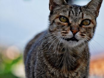 Close-up of cat