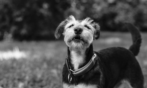 Close-up portrait of a cat
