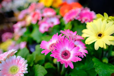 Close-up of pink flowering plants