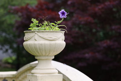 Close-up of potted plant in pot