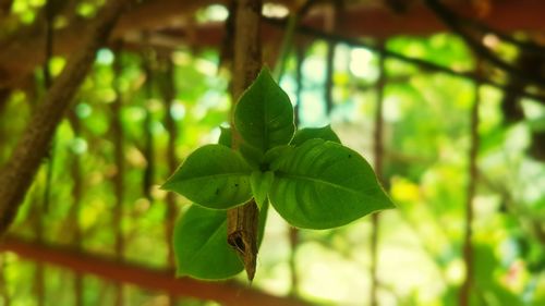 Close-up of fresh green leaves