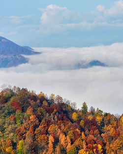 Trees and plants against sky during autumn