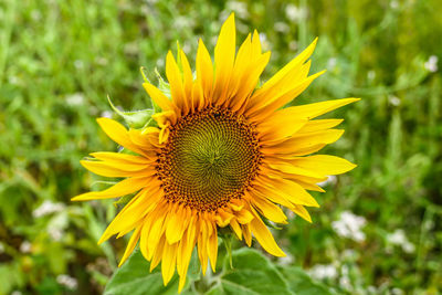 Close-up of sunflower on field