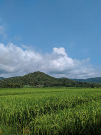 Scenic view of agricultural field against sky