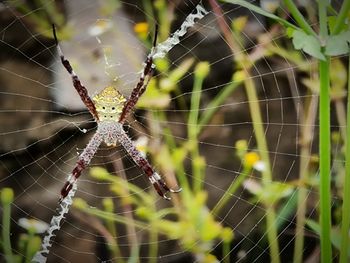 spider web