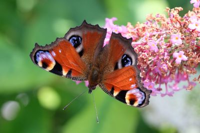 Close-up of butterfly perching on flower