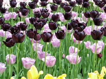 Close-up of purple tulip flowers in field