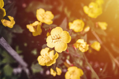 Close-up of yellow flowering plant