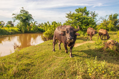 Thai water buffalos somewhere in isan thailand southeast asia