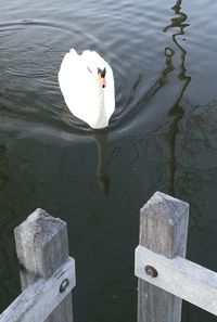 High angle view of swan swimming on lake