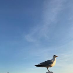 Low angle view of seagull against sky