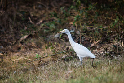 Close-up of gray heron on grass