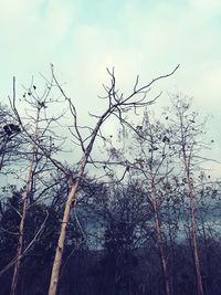 Low angle view of bare tree against sky