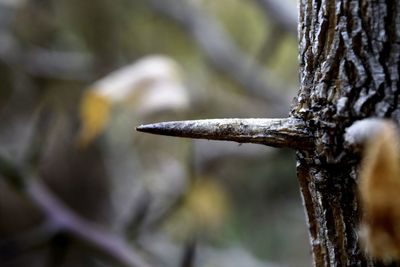 Close-up of tree trunk