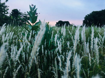 Close-up of plants growing on land against sky