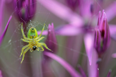 Close-up of insect on pink flower