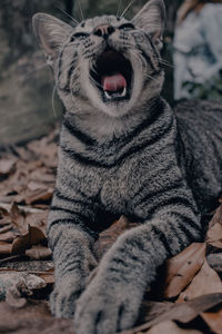 Close-up of a cat yawning