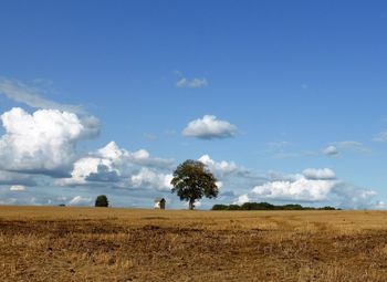 Trees on field against sky