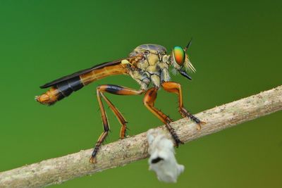 Robberfly on branch with green background