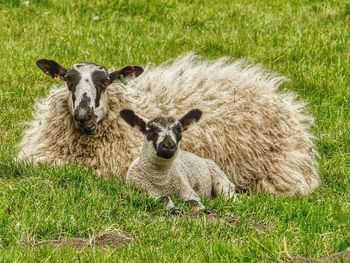 Portrait of sheep and lamb on grassy field.