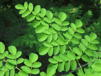 Close-up of green leaves