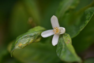 Close-up of white flowering plant