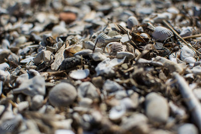 Full frame shot of pebbles on beach