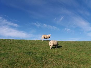 Sheep in a field