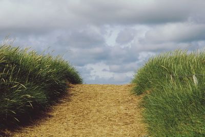 Plants growing on land against sky