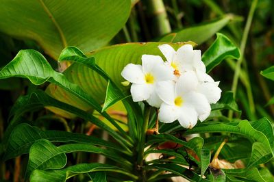 Close-up of white flowers blooming on plant