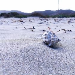 Close-up of crab on beach