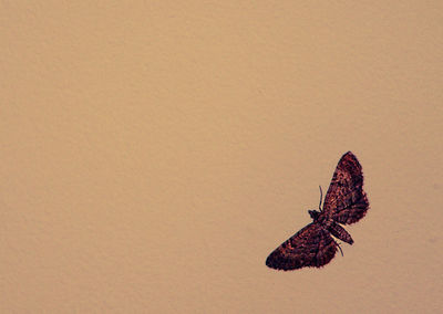 Butterfly on wall