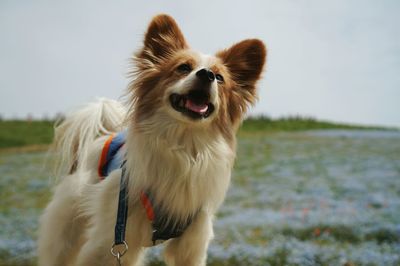 Close-up of dog sticking out tongue against sky