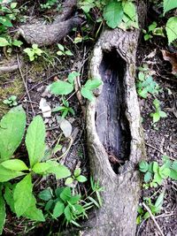 Close-up of tree trunk