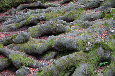 Full frame shot of moss growing on land