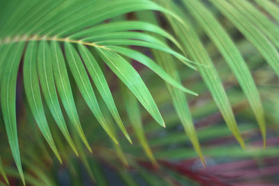 Close-up of green leaf