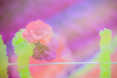 Close-up of pink flower