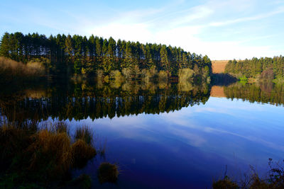 Scenic view of lake in forest against sky